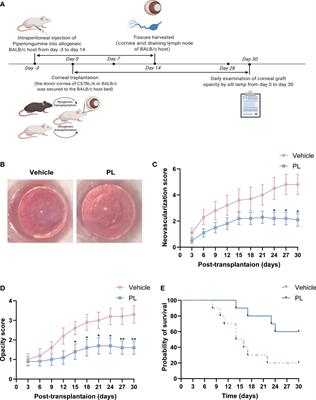 Piperlongumine alleviates corneal allograft rejection via suppressing angiogenesis and inflammation